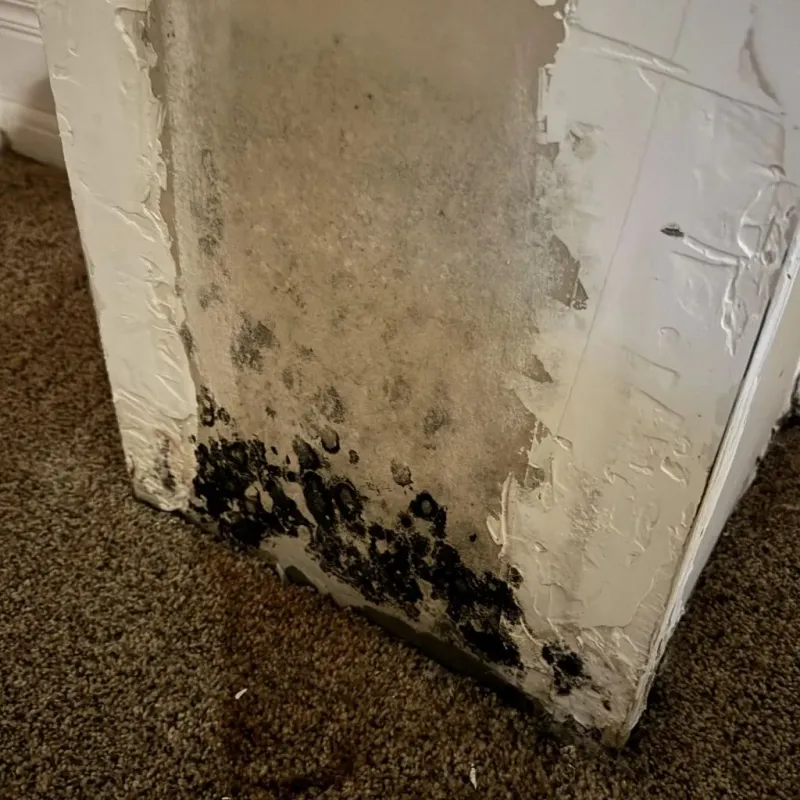 Professional Mold Removal in Big Bear City, CA